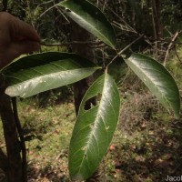 Lepisanthes tetraphylla var. tetraphylla (Vahl) Radlk.